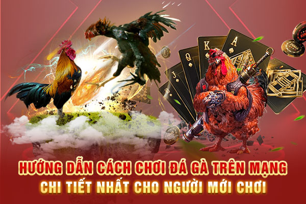 Hướng dẫn cách chơi đá gà trên mạng chi tiết nhất cho người mới chơi