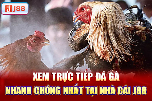 Xem trực tiếp đá gà nhanh chóng nhất tại nhà cái j88